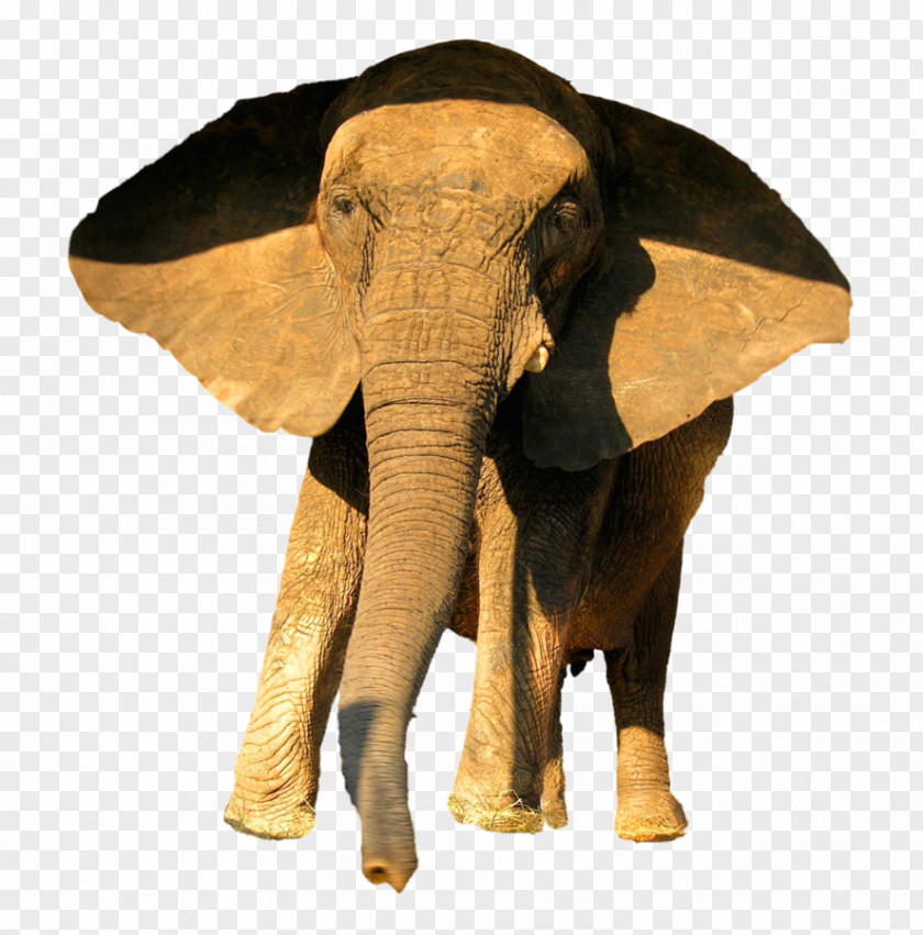 Circus Animals African Elephant Animal Indian PNG