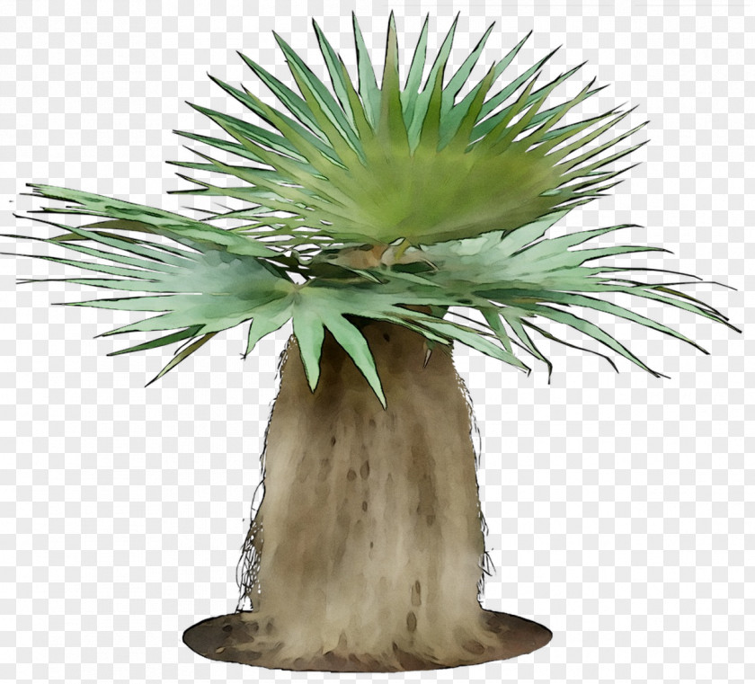 Coccothrinax Argentata Crinita Palm Trees Argentea Landscape Plants For Subtropical Climates PNG
