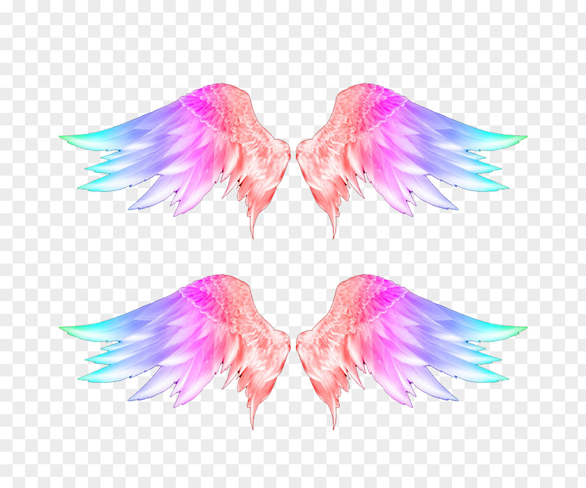 Color Wings Photos Feather Download PNG