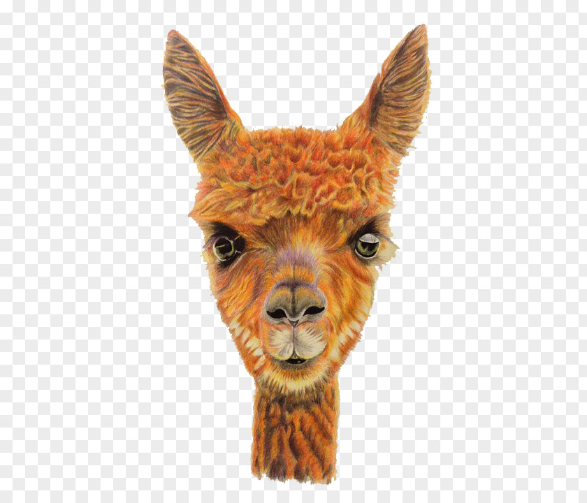 Hand-painted Alpaca Avatar Llama Sheep Illustration PNG