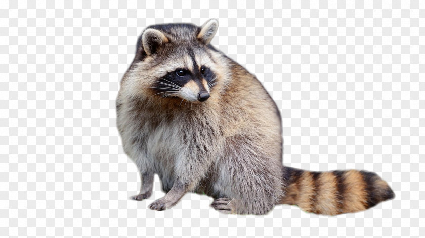 Raccoon Fur Viverridae PNG