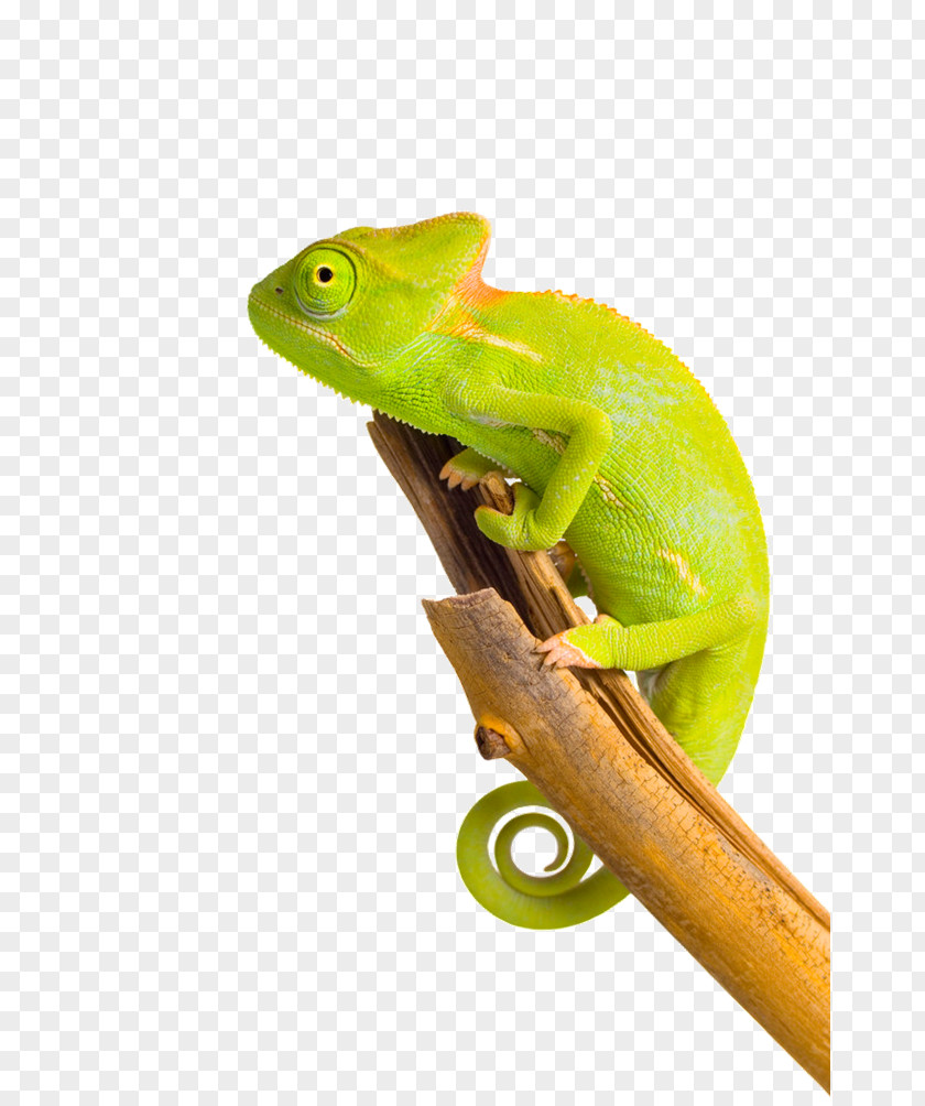 Chameleon Image Chameleons Printing PNG