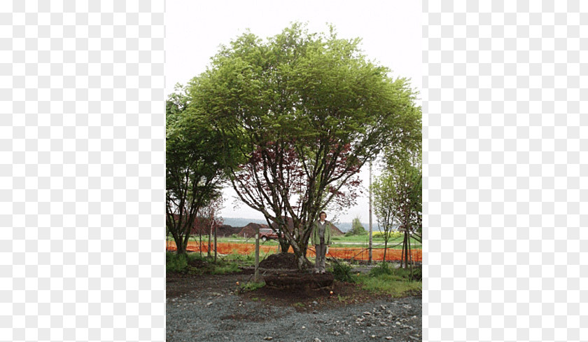 Japanese Maple Tree Shrub Plant Nursery PNG
