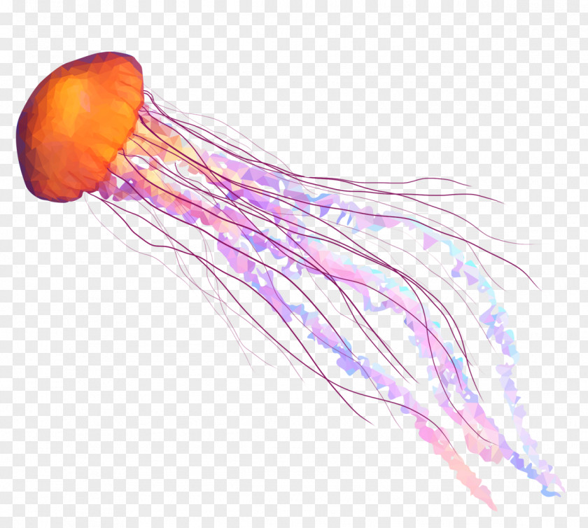 Jellyfish Chrysaora Fuscescens Sea Transparency And Translucency PNG