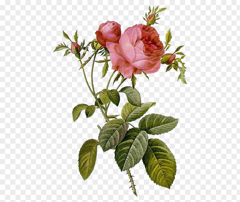 Painting Les Roses Pierre-Joseph Redouté (1759-1840) Illustration Moss Rose PNG