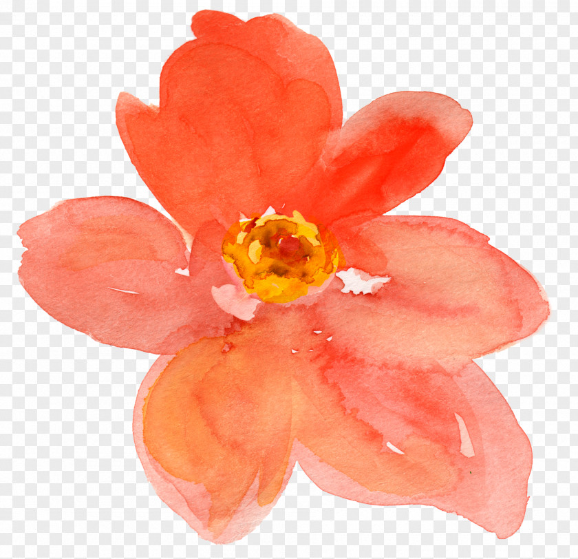Peach Flower Watercolor Painting Drawing Clip Art PNG