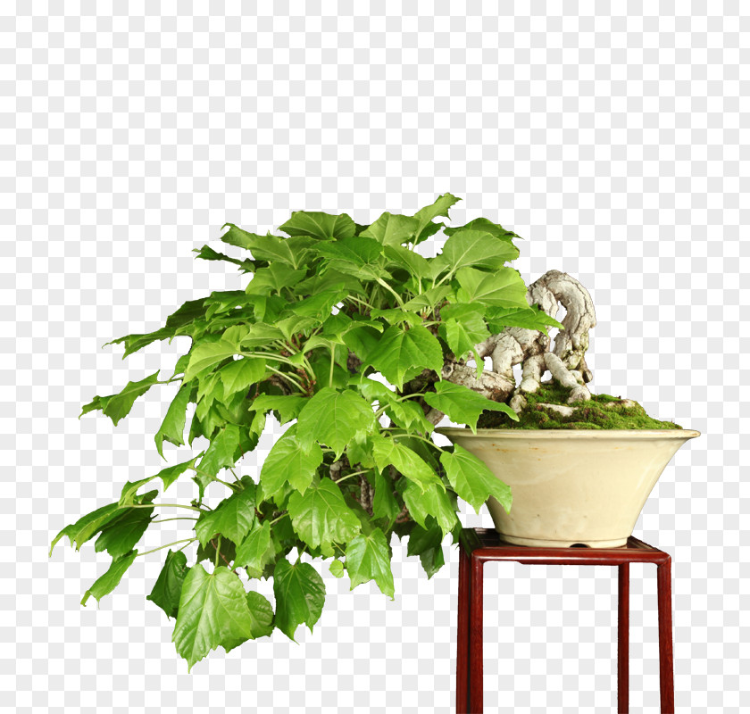 Plum Blossom Bonsai Chinese Sweet Flowerpot Herb Tree Sageretia PNG
