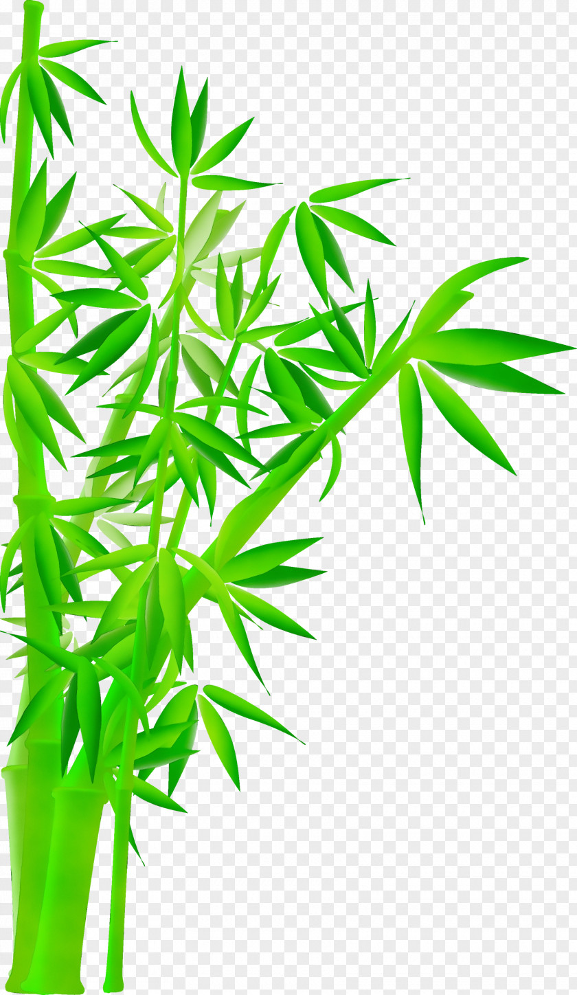 Bamboo Herbal Leaf Plant Stem Flower Grass PNG