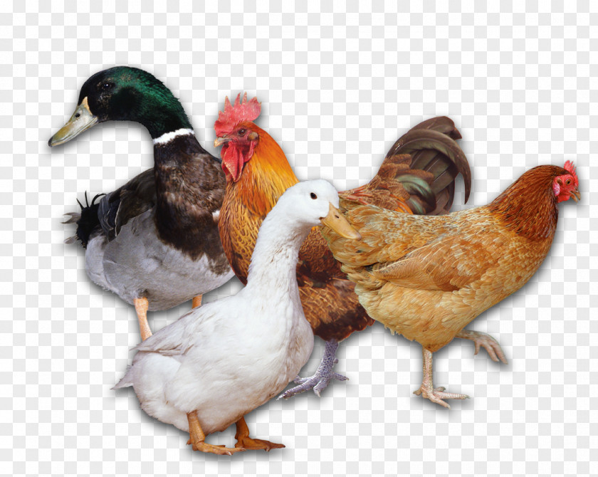 Chicken Duck Poultry Rooster PNG