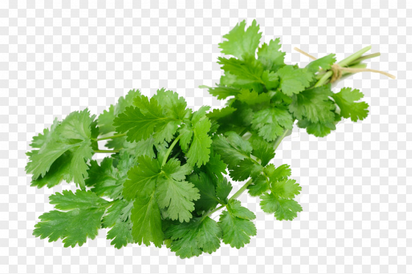 Coriander Fresh Stock Photography Image Royalty-free Food PNG