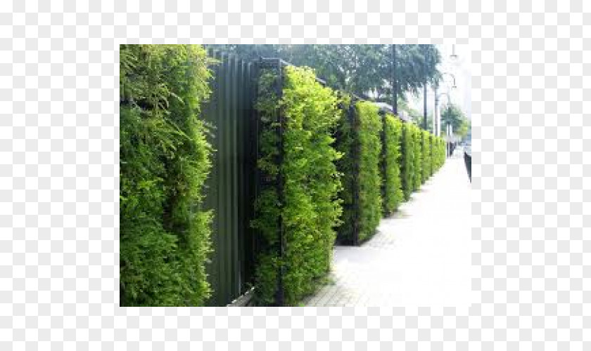 Design Green Wall Roof Garden PNG