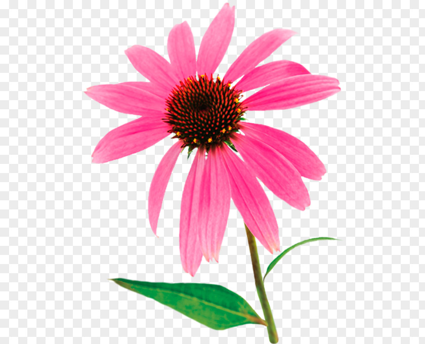 Echinacea Purple Coneflower Angustifolia Herbalism Plant Paradoxa PNG