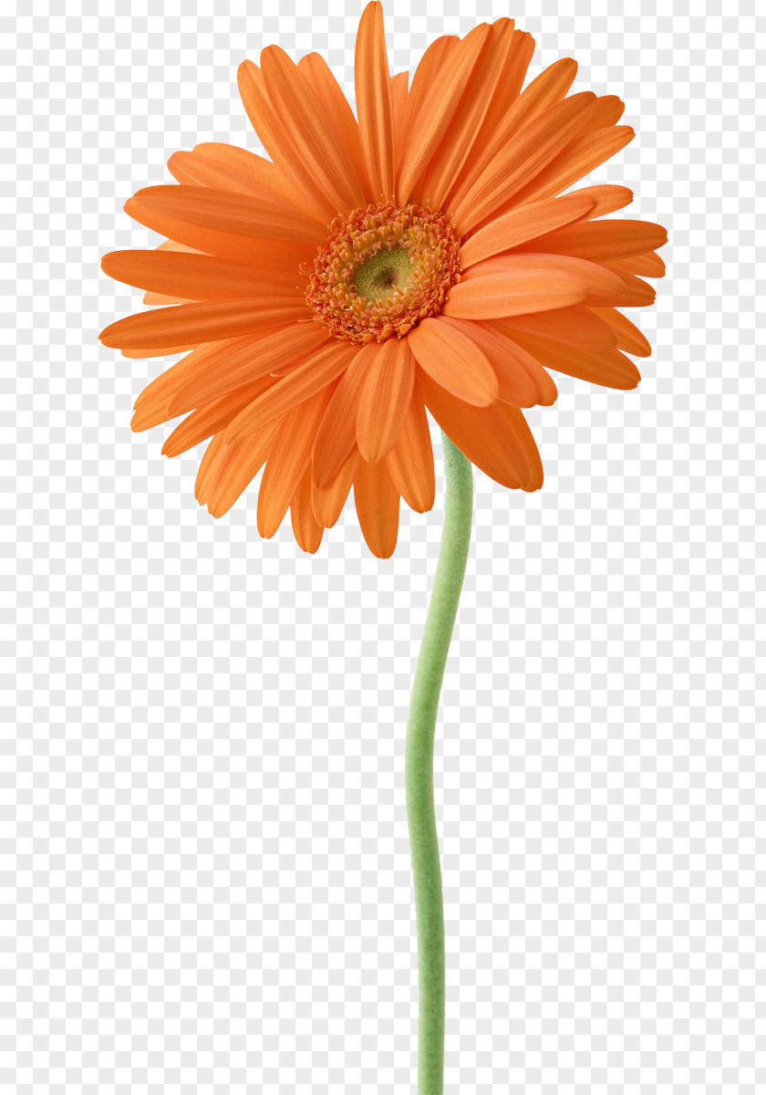Flower Stock Photography Color PNG