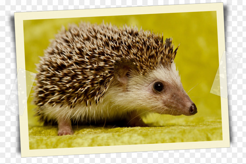 Hedgehog Desktop Wallpaper Cat Animal Tiggywinkles PNG