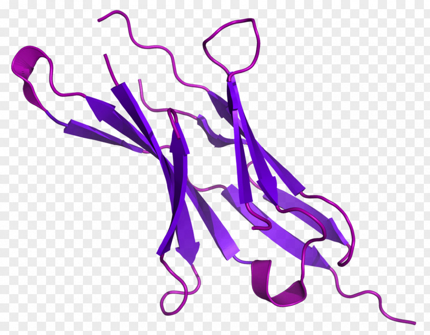 Programmed Cell Death Protein 1 PD-L1 CTLA-4 PNG