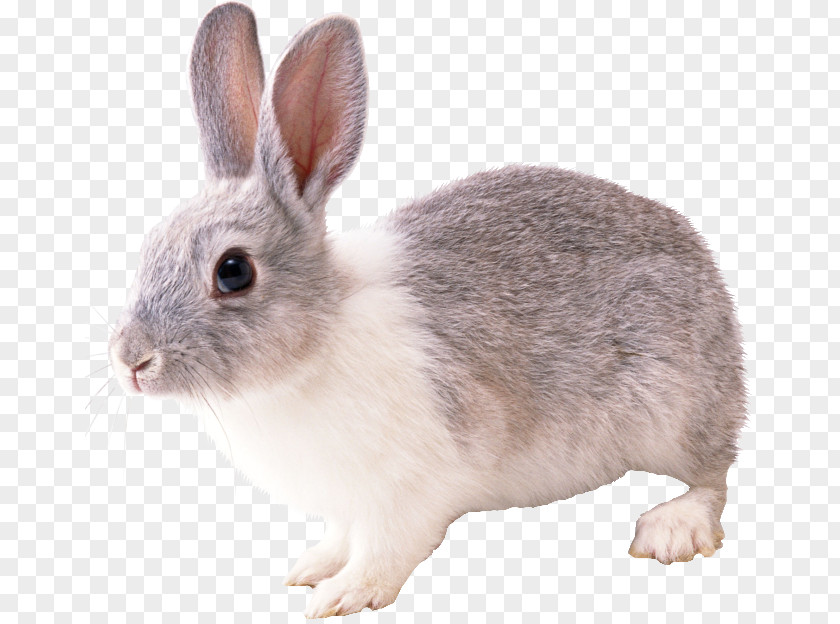 Rabbit Domestic Hare PNG