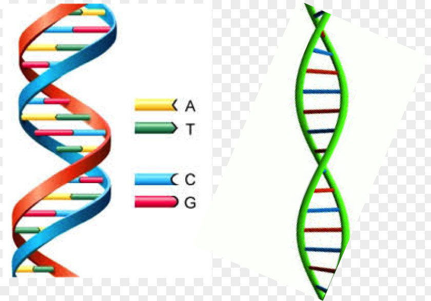Double Helix The Helix: A Personal Account Of Discovery Structure DNA Nucleic Acid Adenine PNG