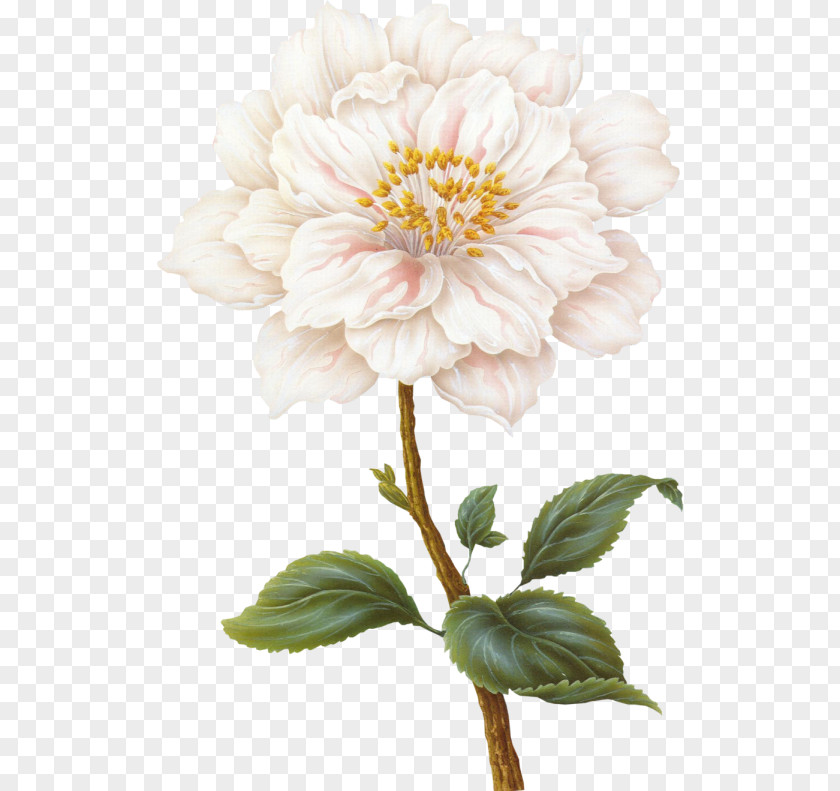 Flower Desktop Wallpaper Plant Stem PNG
