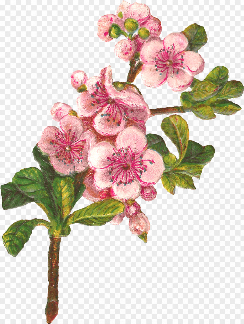 Geranium Malus Rose Flower Drawing PNG
