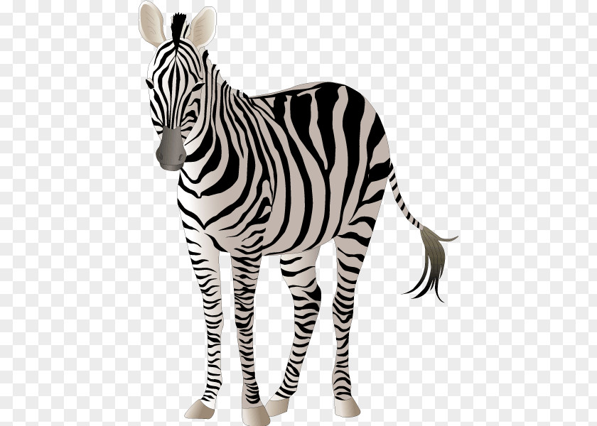 Horse Quagga Zebra PNG
