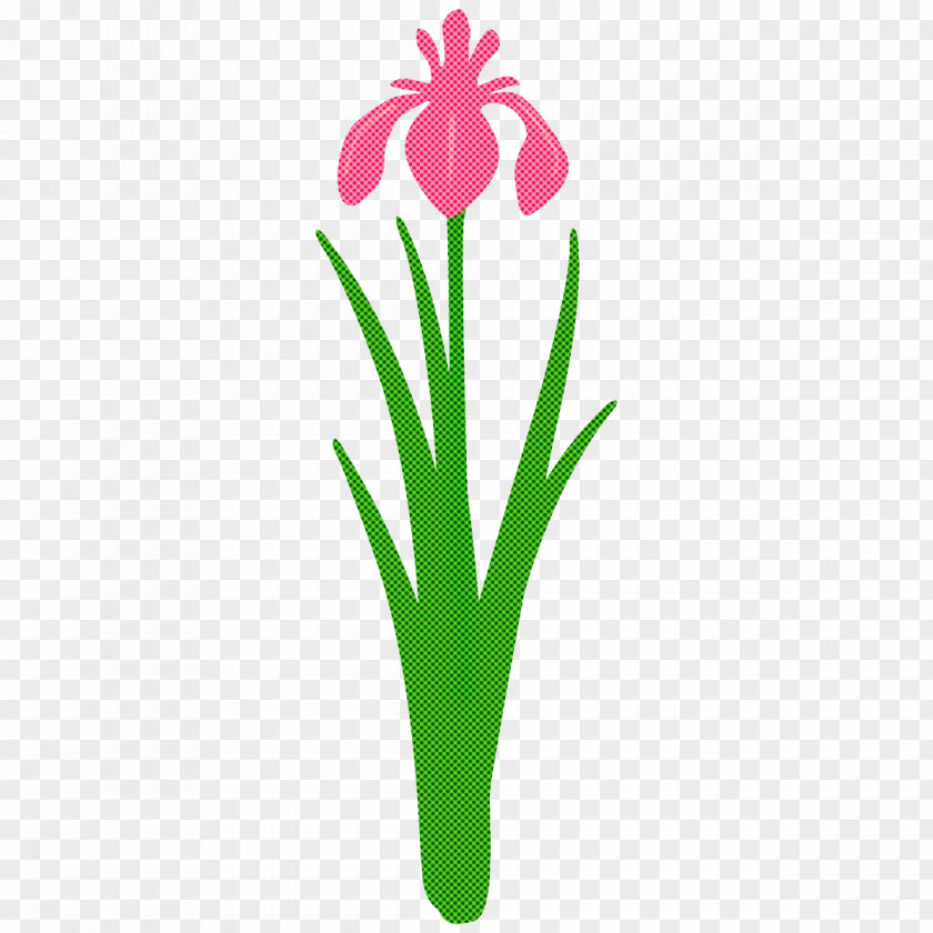 Iris Plant Stem Flower Petal Pedicel PNG