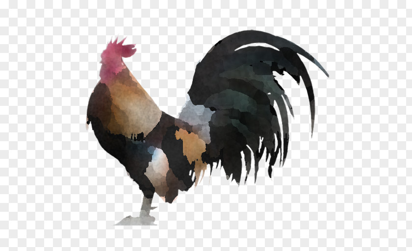 Livestock Poultry Chicken Bird Rooster Comb Beak PNG