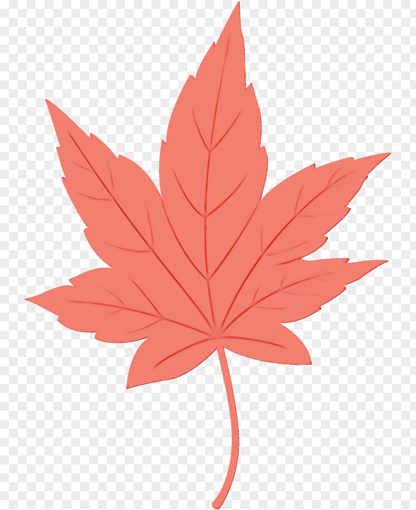 Maple Black Leaf PNG