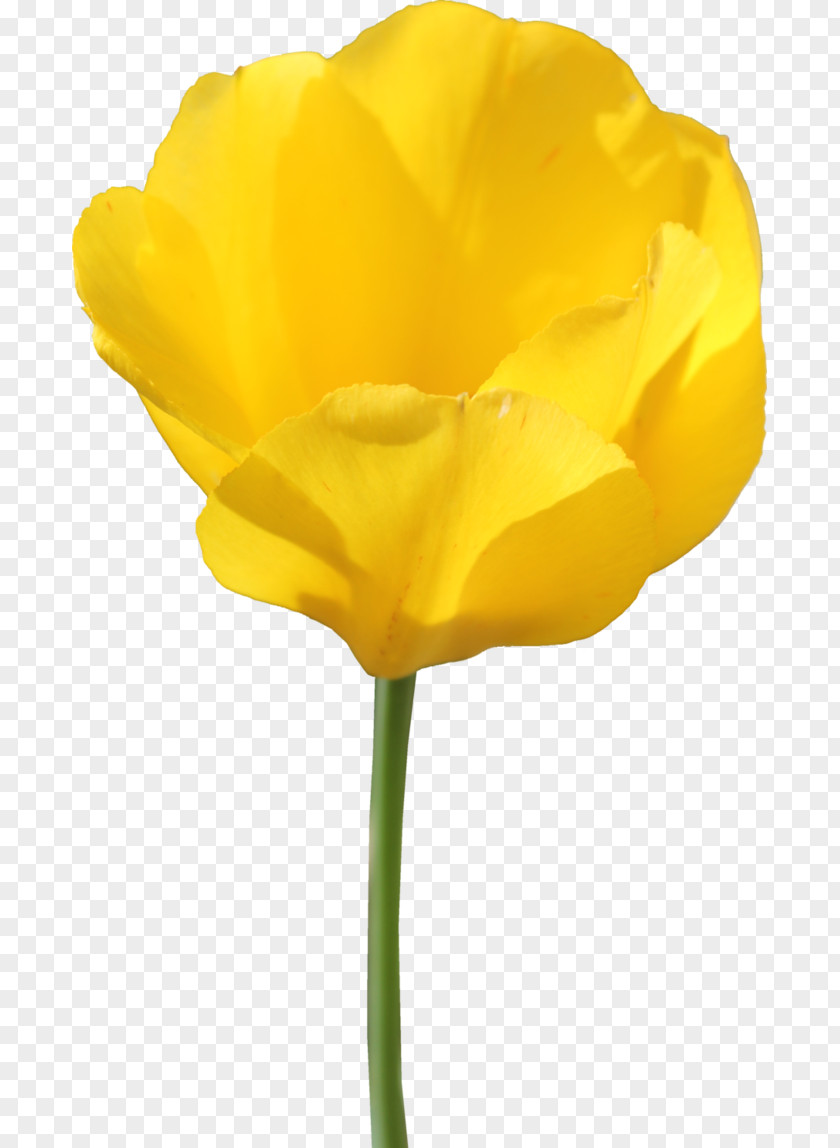 Tulip Flower PNG