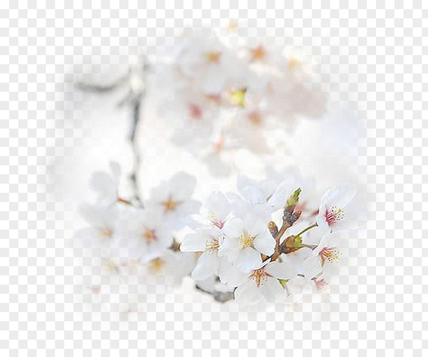 Flower Blossom Bouquet Honey Desktop Wallpaper PNG