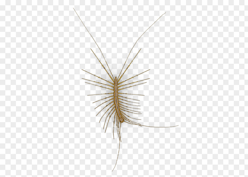 Insect Centipedes House Centipede Ecology Biohistory PNG