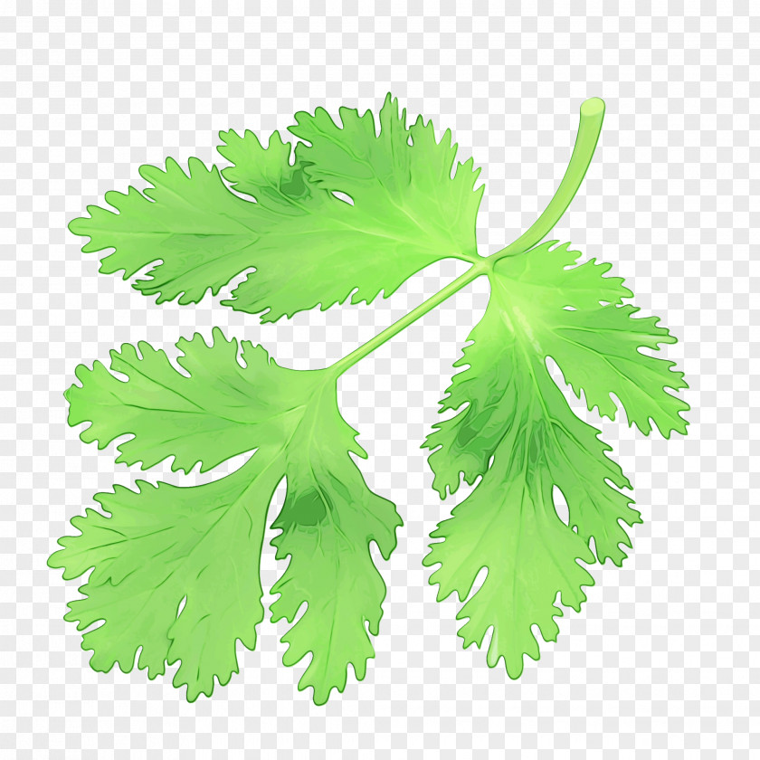 Parsley Family Plane PNG