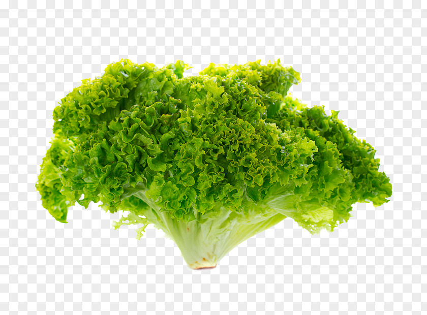 Salad Romaine Lettuce Stock Photography Red Leaf PNG