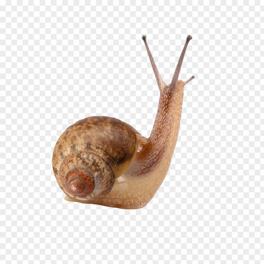 Snail Creative 4 Pics 1 Word Gastropods Land Cornu Aspersum PNG