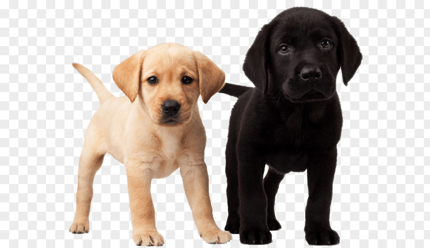 Super Dog Labrador Retriever Puppy Dalmatian Golden PNG