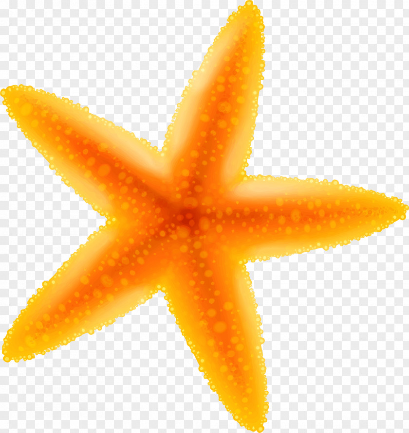 Yellow Cartoon Starfish Benthic Zone PNG