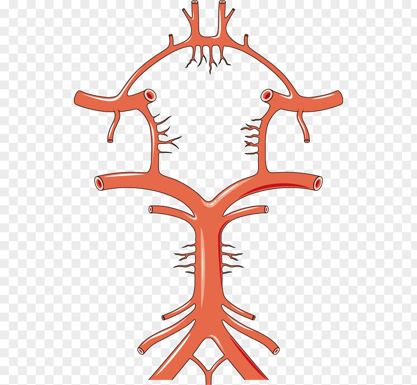 Brain Circle Of Willis Artery Anatomy Stroke PNG