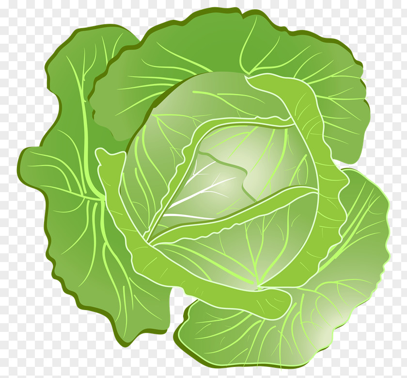 Cabbage Savoy Coleslaw Clip Art PNG