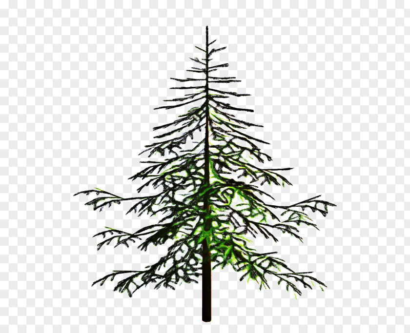 Cypress Family Eastern Hemlock Christmas Black And White PNG