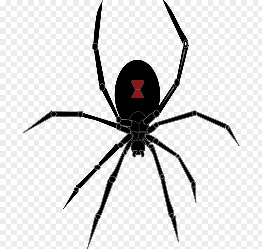 Halloween Spider Pictures Redback Southern Black Widow Drawing Clip Art PNG