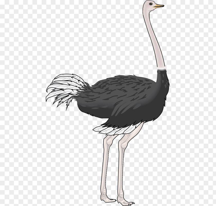 Hand-painted Ostrich Common Bird Drawing Clip Art PNG
