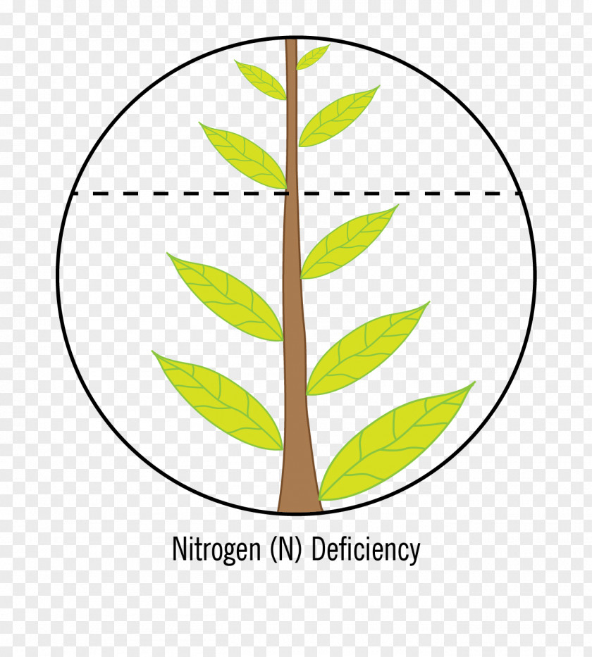 Nitrogen Nutrient Crop Deficiency Calcium PNG