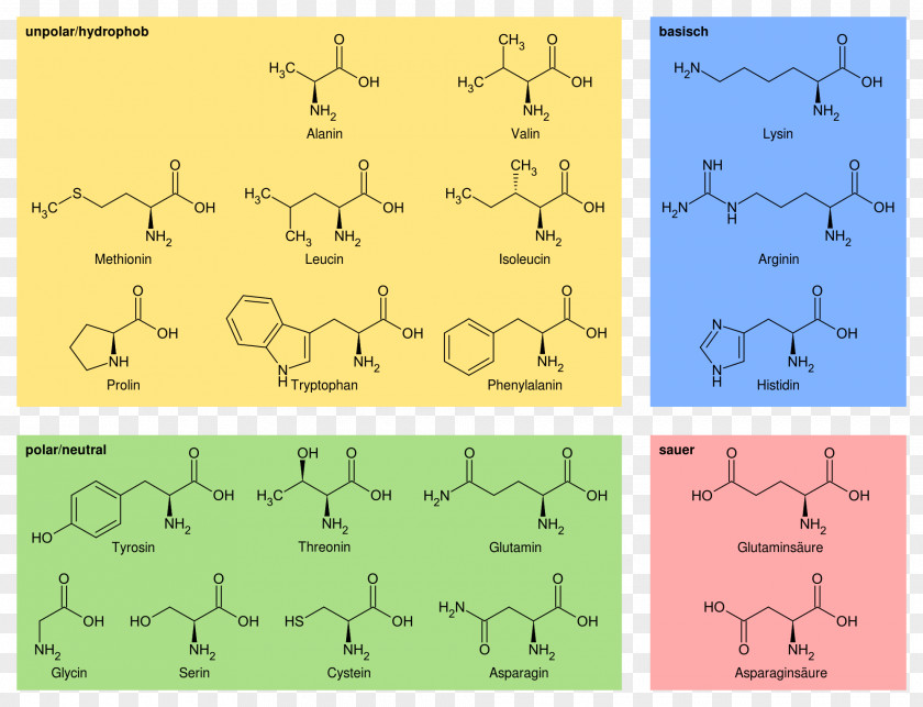 Proteinogenic Amino Acid Talde PNG