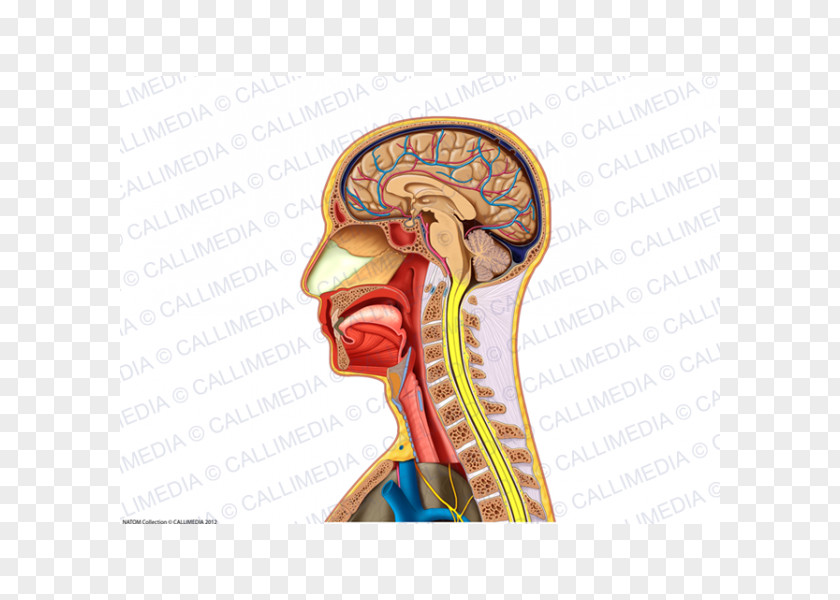 Skull Neck Sagittal Plane Head Ear PNG