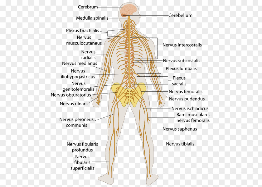 Brain Central Nervous System Human Body Anatomy Peripheral PNG
