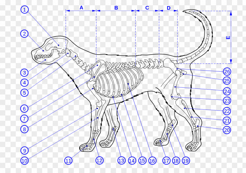 Dog Anatomy Cat Skeleton PNG