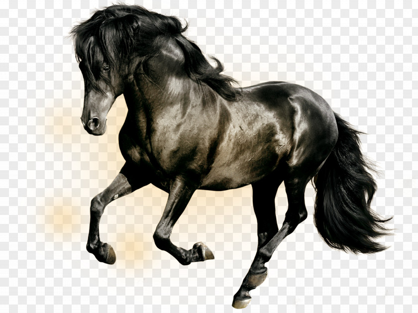 Galloping Horse Stallion High-definition Television Black Wallpaper PNG