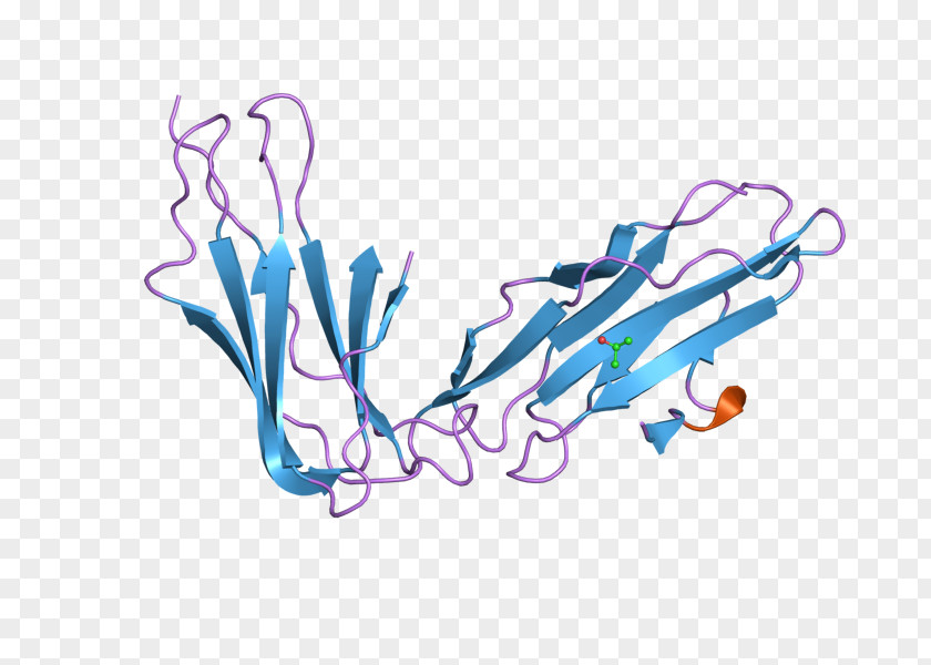Lilrb2 Leukocyte Immunoglobulin-like Receptors Protein Receptor, Subfamily B (with TM And ITIM Domains), Member 2 PNG