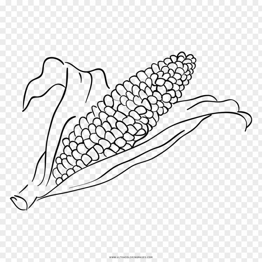 Milho Coloring Book Drawing Black And White Line Art Clip PNG