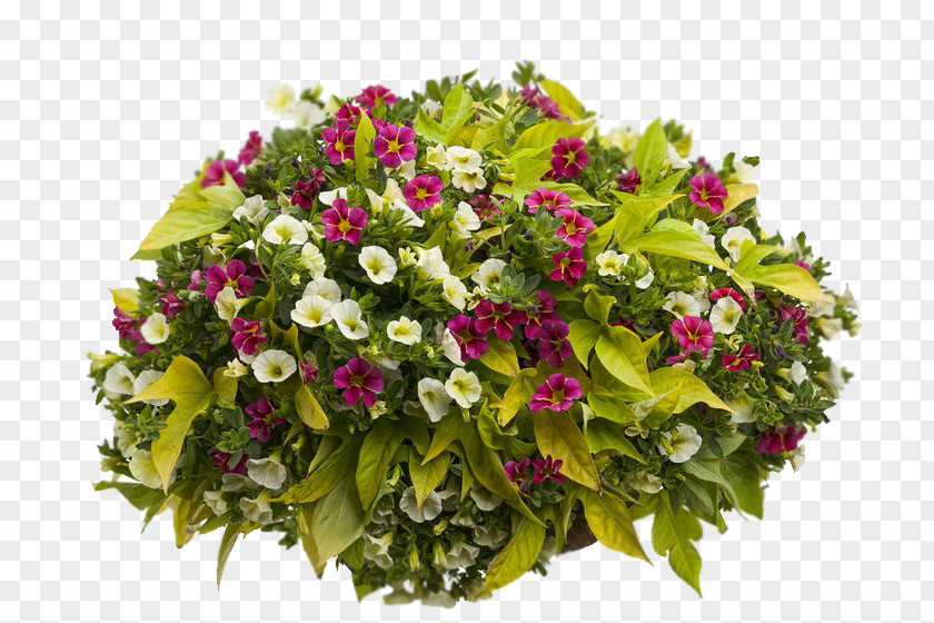 Plants Beautiful Hanging Baskets Container Garden Floral Design PNG