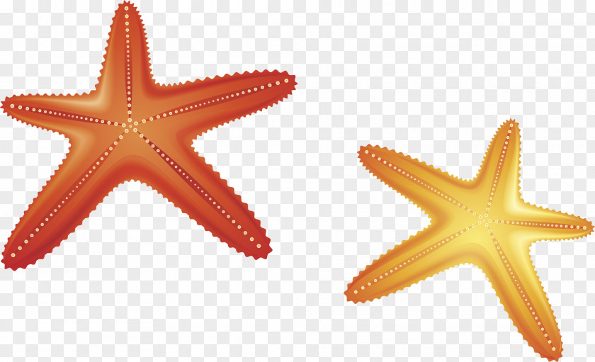 Starfish Vector Material Euclidean Computer File PNG